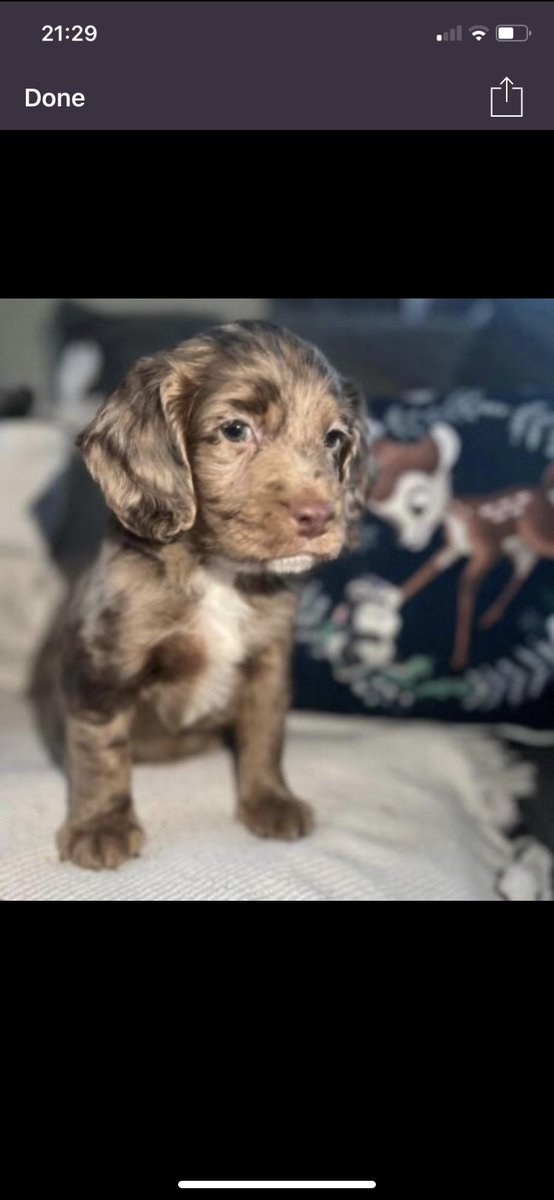 Puppy love