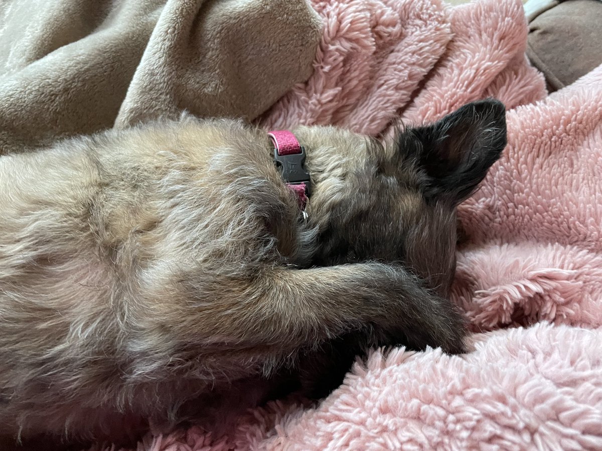 LisaGardnerBks's tweet photo. Annabelle’s approach to the day.  Who am I to argue?  #TisTheSeason #cutenessoverload #napsrule https://t.co/hkSYHp2jVD