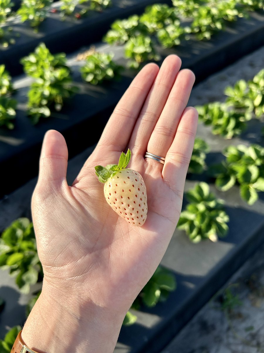 FlaFruitandVeg's tweet photo. Before concluding the visit with @FlaStrawberries, Class 12 stopped by @UF_IFAS' trial field in the association's backyard - and yes, ate more strawberry varieties before hitting the road! Thank you for hosting us, Brianne and Tiffany! https://t.co/noW5YD1XBT