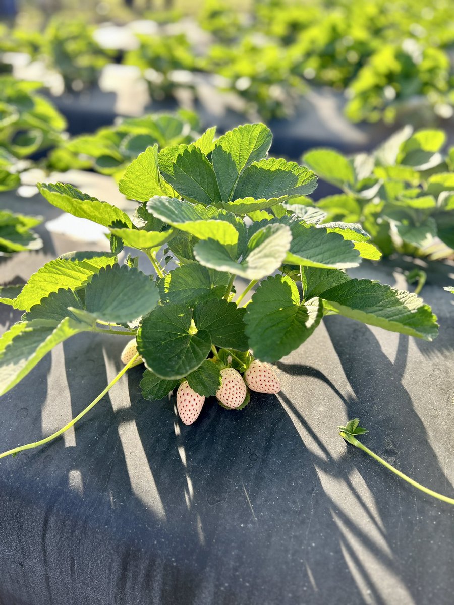 FlaFruitandVeg's tweet photo. Before concluding the visit with @FlaStrawberries, Class 12 stopped by @UF_IFAS' trial field in the association's backyard - and yes, ate more strawberry varieties before hitting the road! Thank you for hosting us, Brianne and Tiffany! https://t.co/noW5YD1XBT