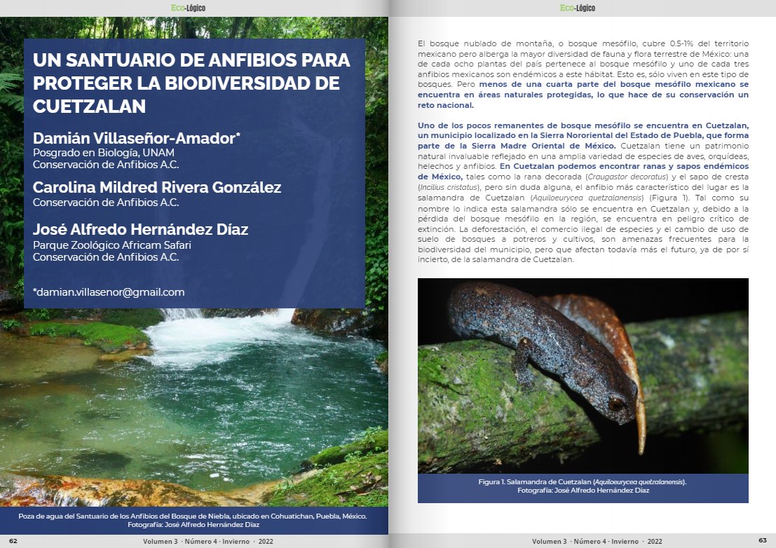 Damian__VA's tweet photo. Con mucha alegría comparto el artículo de divulgación publicado en la revista Eco-lógico, del INECOL A.C., titulado Un Santuario de Anfibios para proteger la Biodiversidad de Cuetzalan (páginas 63-69: https://t.co/OwahTmeRfL ).

¡Gracias al equipo de Conservación de Anfibios AC! https://t.co/5GpLZDH67H