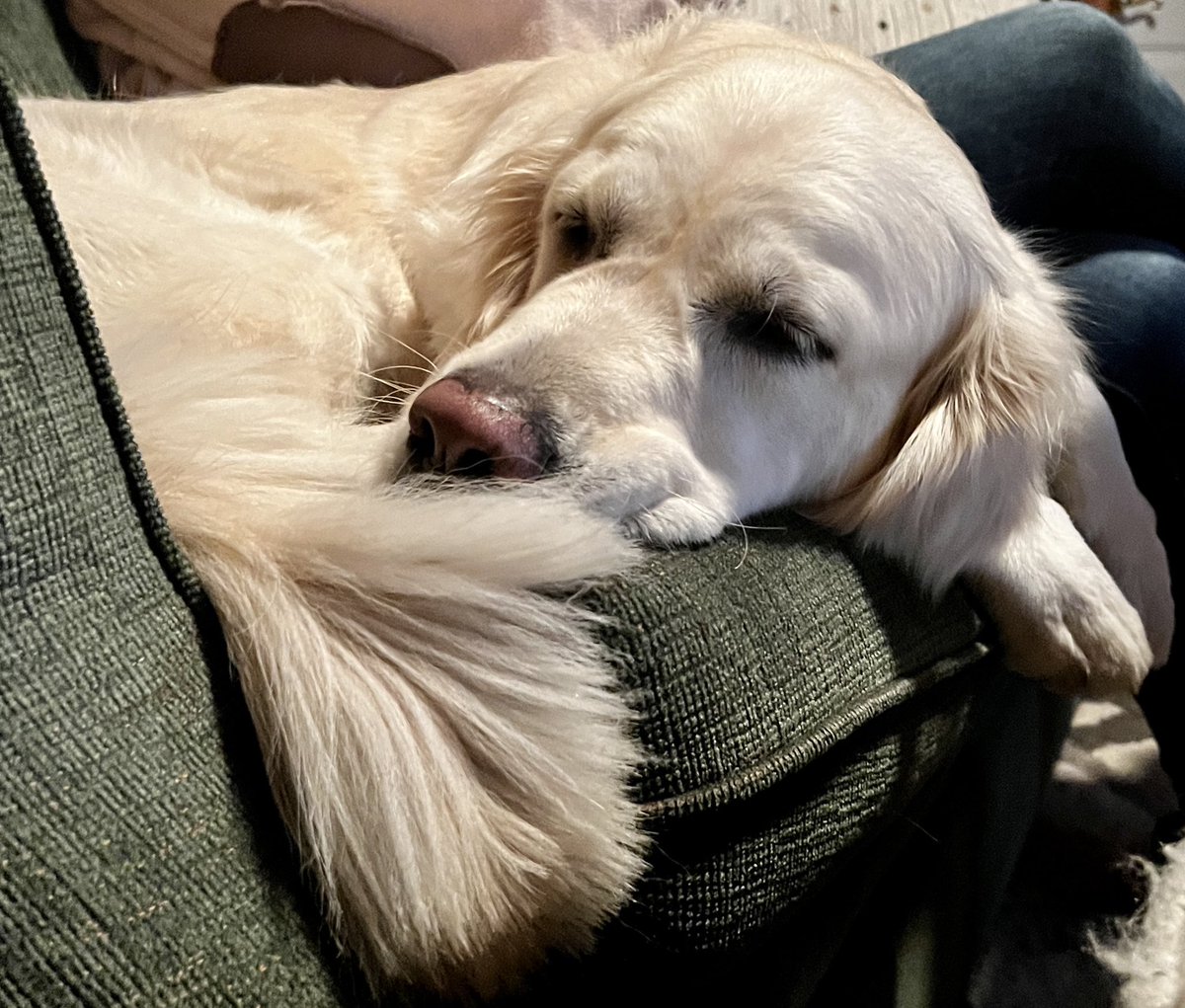 Layla the Dog tweet media