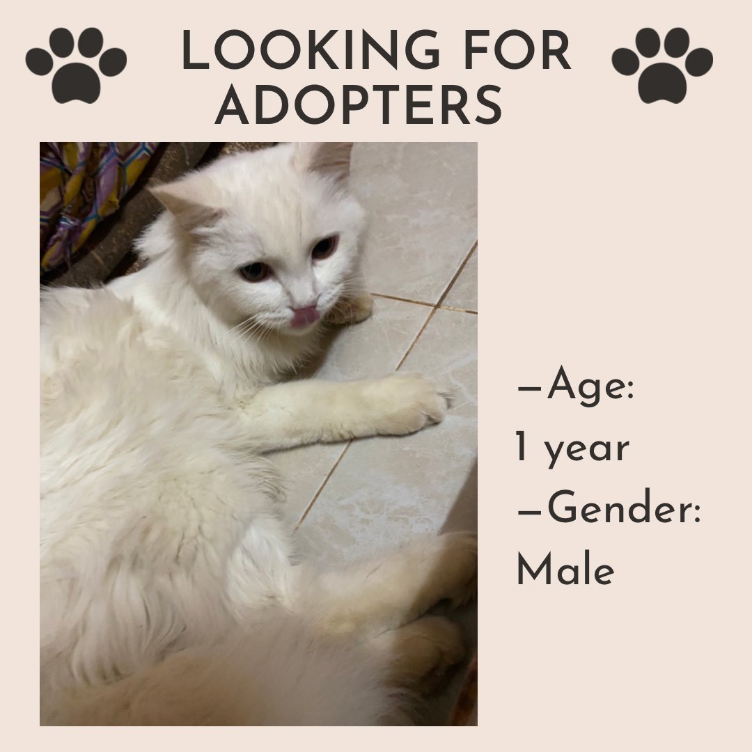 adoption_sudan's tweet photo. صاحبة القط تشترط الجديّة في التبني 
📍الموقع: سوبا الحلة
☎️للتواصل: 0900160883
Kindly retweet to help him find a forever home 🐾🤍 https://t.co/XnJHUUs4W7