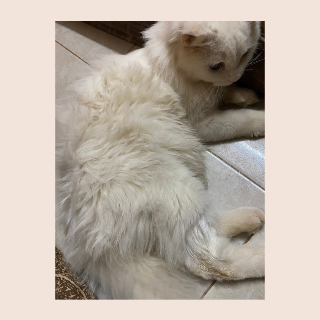 adoption_sudan's tweet photo. صاحبة القط تشترط الجديّة في التبني 
📍الموقع: سوبا الحلة
☎️للتواصل: 0900160883
Kindly retweet to help him find a forever home 🐾🤍 https://t.co/XnJHUUs4W7