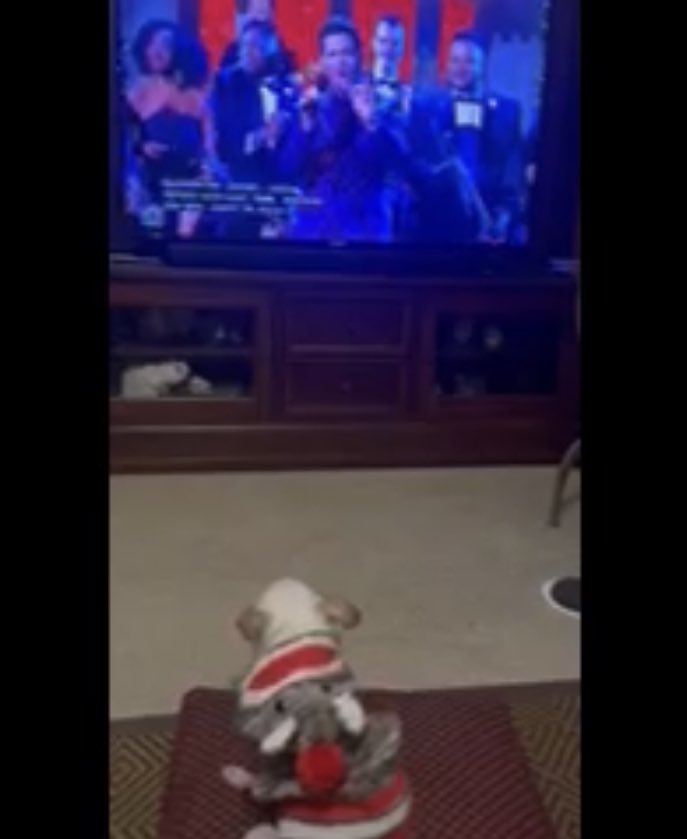 MichaeltheChi's tweet photo. Michael the Great watching Michael Bubly....er Bublé! 😜
Happy Holidays, Friends! 🐾🎄🐾 @MichaelBuble https://t.co/Gw0l9Oi6oL
