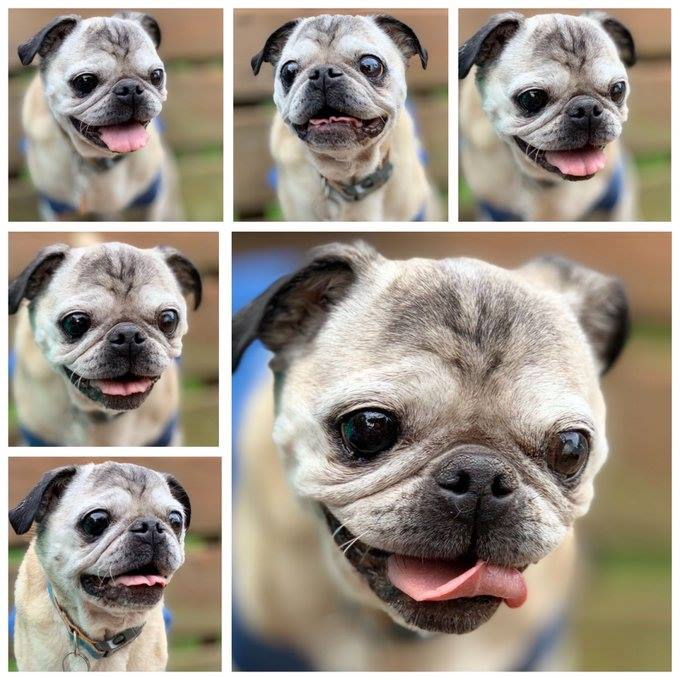 LiamWonderPug's tweet photo. I miss my Otis, we had a lot of fun together. Three years ago it was a Saturday, he didn't come back home with mom.
"When you believe beyond what your eyes can see
Signs from heaven show up to remind you
Love never dies"
#RIPOtis 08/24/2004 - 12/14/2019
#WaybackWednesday #pugs https://t.co/G5MYe7XlQa