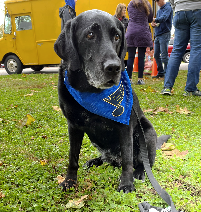 StLouisBlues's tweet photo. Zoey is here to let you know about our new Blues Pet of the Month contest! Enter and vote each month for the chance to win prizes from the Blues and @PetSmart 🐶🐱 https://t.co/xJIgMLshXW https://t.co/x0WbyCYUFb