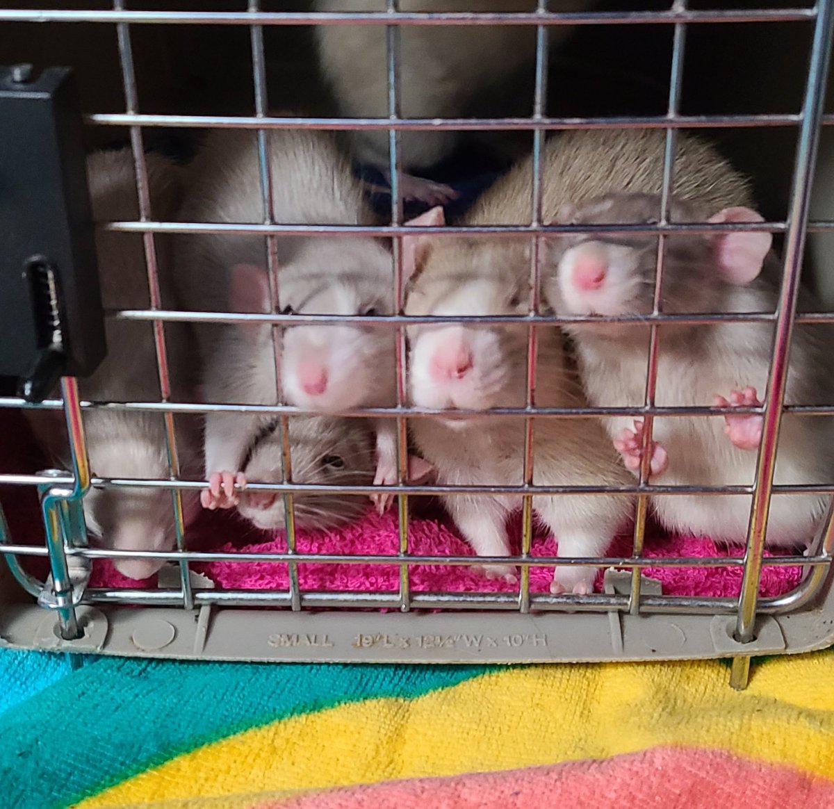 Prairie_Bayou's tweet photo. Intros going well. #LetsBeFriends #Brothers #SilvermaneRat #DumboRat #CarrierMethod #BabyRats #Pets #PetRats #Intros #PetsOfTwitter #RatsOfTwitter https://t.co/N89jhWklQN