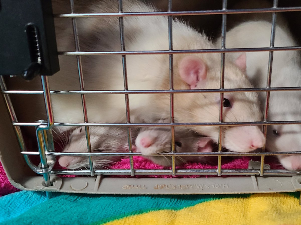 Prairie_Bayou's tweet photo. Intros going well. #LetsBeFriends #Brothers #SilvermaneRat #DumboRat #CarrierMethod #BabyRats #Pets #PetRats #Intros #PetsOfTwitter #RatsOfTwitter https://t.co/N89jhWklQN