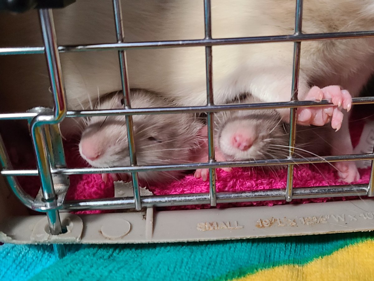 Prairie_Bayou's tweet photo. Intros going well. #LetsBeFriends #Brothers #SilvermaneRat #DumboRat #CarrierMethod #BabyRats #Pets #PetRats #Intros #PetsOfTwitter #RatsOfTwitter https://t.co/vB5dobG08Q