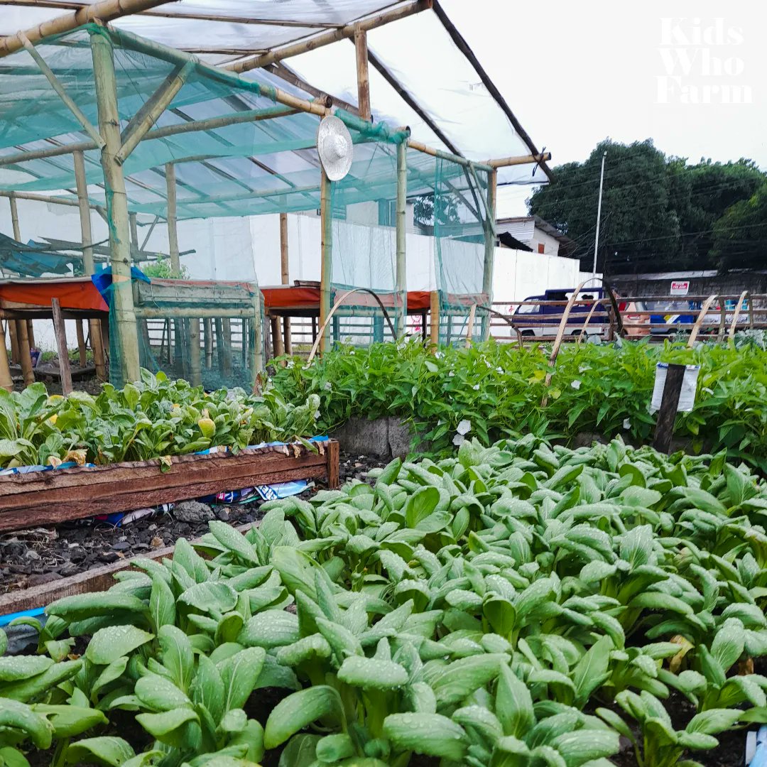 kidswhofarmph's tweet photo. Good morning from the Kids Who Farm Microfarm! If you want to learn about growing food in the city, please feel to visit us! We are located at Petron, Don Toribio, Zamboanga City.
#ZeroHungerMicrofarm4
#LocalFoodSecurity
#UrbanAgriculture https://t.co/HDrF87JPCL
