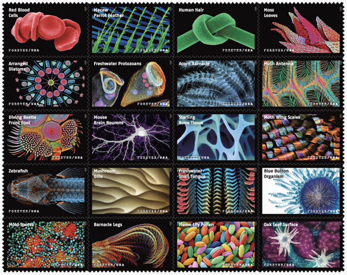 New 2023 postage stamps released include a "Life magnified" series.
about.usps.com/newsroom/natio…