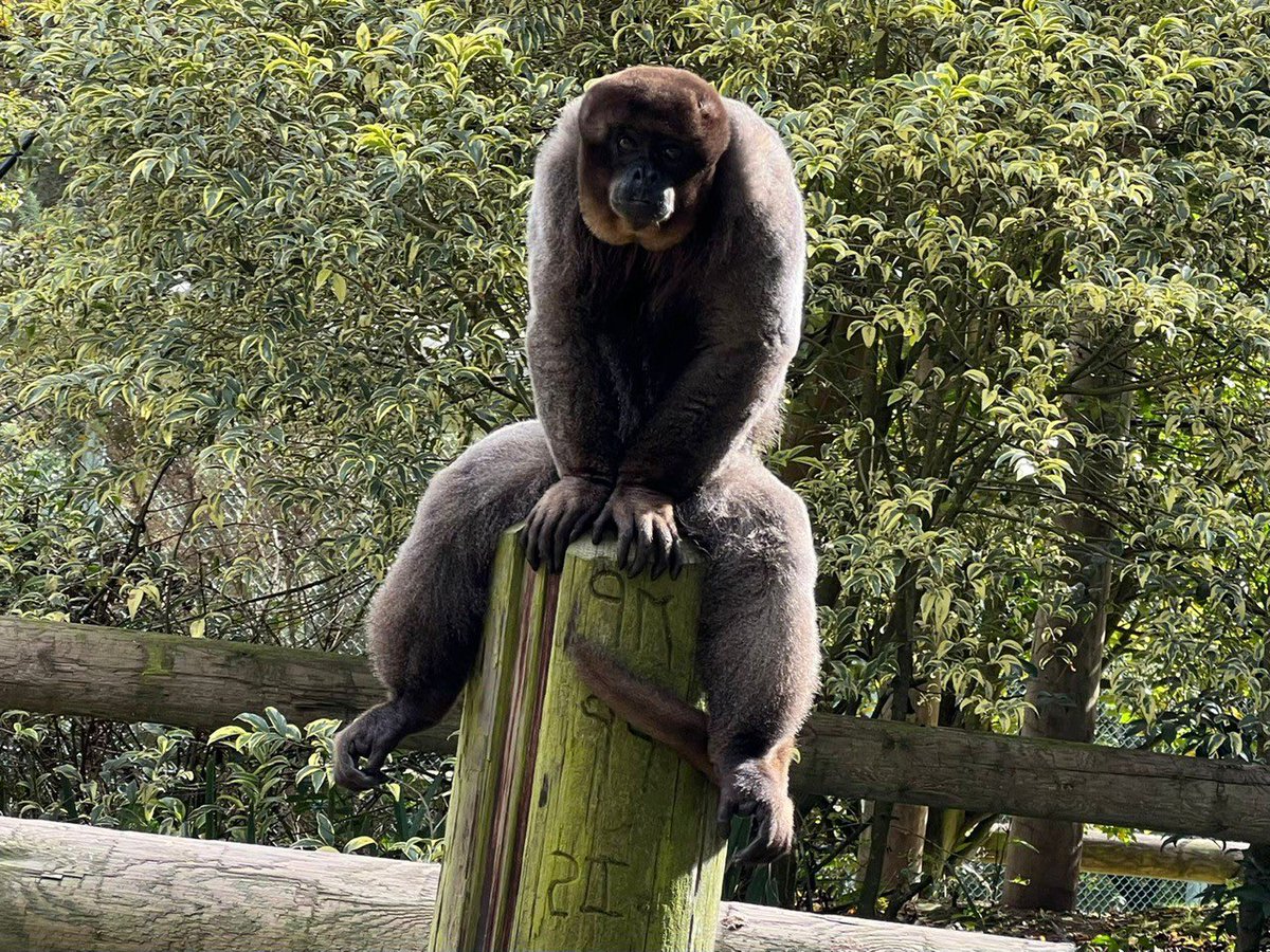 afool4apes's tweet image. Happy National monkey day everyone! Consider donating to @MWApeRescue today to support some lovely primates!