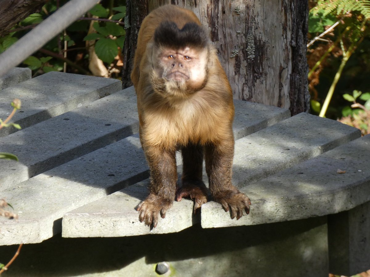 afool4apes's tweet image. Happy National monkey day everyone! Consider donating to @MWApeRescue today to support some lovely primates!