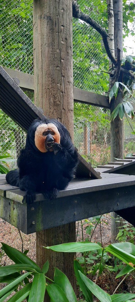 afool4apes's tweet image. Happy National monkey day everyone! Consider donating to @MWApeRescue today to support some lovely primates!