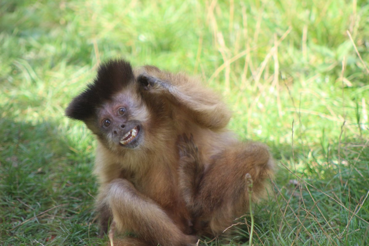 afool4apes's tweet image. Happy National monkey day everyone! Consider donating to @MWApeRescue today to support some lovely primates!