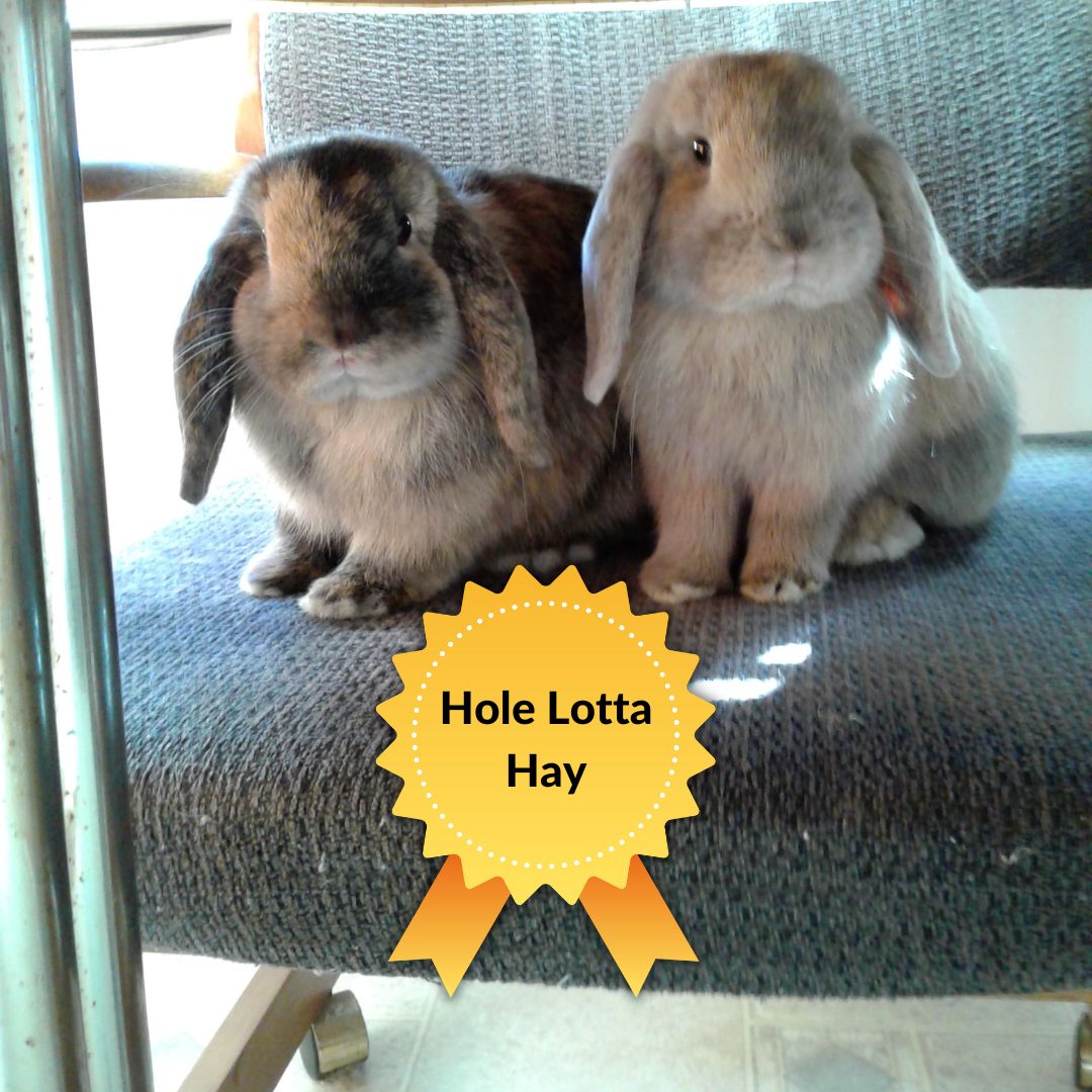 RabbitHoleHay's tweet photo. Award time! 🥇 The "Hole Lotta Hay" Award goes to the person who has ordered the most hay from us over the years!⁠ CONGRATULATIONS to Mary Fletcher and her buns, Dusty and Rusty!⁠ Visit our blog to learn more:⁠ https://t.co/hGc1PAVKYd 
#10YearsofRabbitHoleHay https://t.co/0h2AnhL706