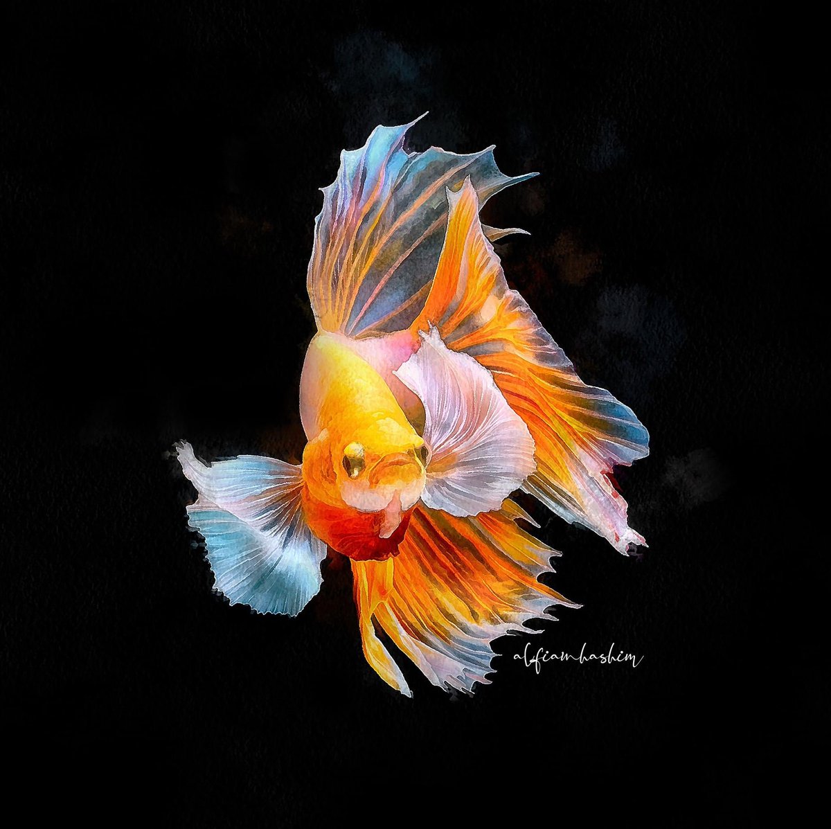 alfianhashim's tweet photo. Golden Betta https://t.co/4wlz9J2Rn5