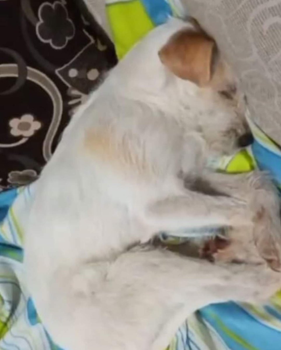 ValientesAsoc's tweet photo. 💔COPITO💔

Copito, de un año de edad. Muy muy bueno, cariñoso, amigable con extraños y otros perros. No testado con gatos. De tamaño mediano-pequeño. Acostumbrado a estar en una casita. No pueden hacerse cargo de él y necesitamos ACOGIDA o ADOPCIÓN urgente 🙏🏼 https://t.co/pPhyhQcCBs
