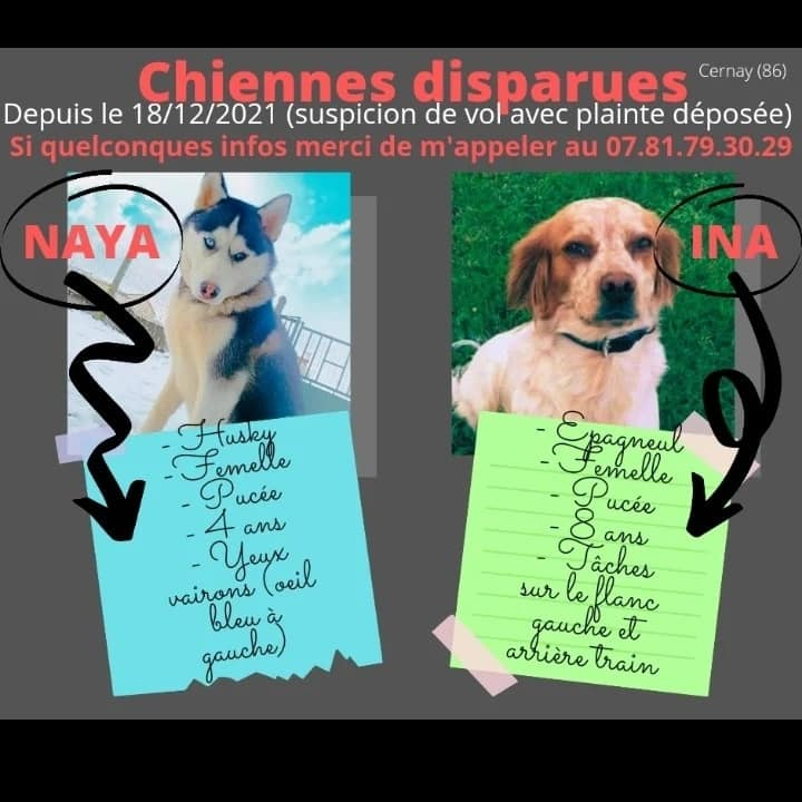 BIENTOT 1 AN TOUJOURS RECHERCHEES !!!
🚨🚨🚨🚨🚨🚨🚨🚨🚨🚨🚨🚨🚨🚨🚨
#Doussay #Vienne #NouvelleAquitaine  #chienperdu #chienvolé #France #Espagne