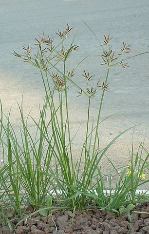 BugWeedMarts's tweet image. Nutgrass also called nutsedge thrives in moist areas. Heavy rainfall causes Nutgrass to grow up to 4 ½ feet high. Click here to learn how to get rid of this pesky weed: bit.ly/3g9vKzc.