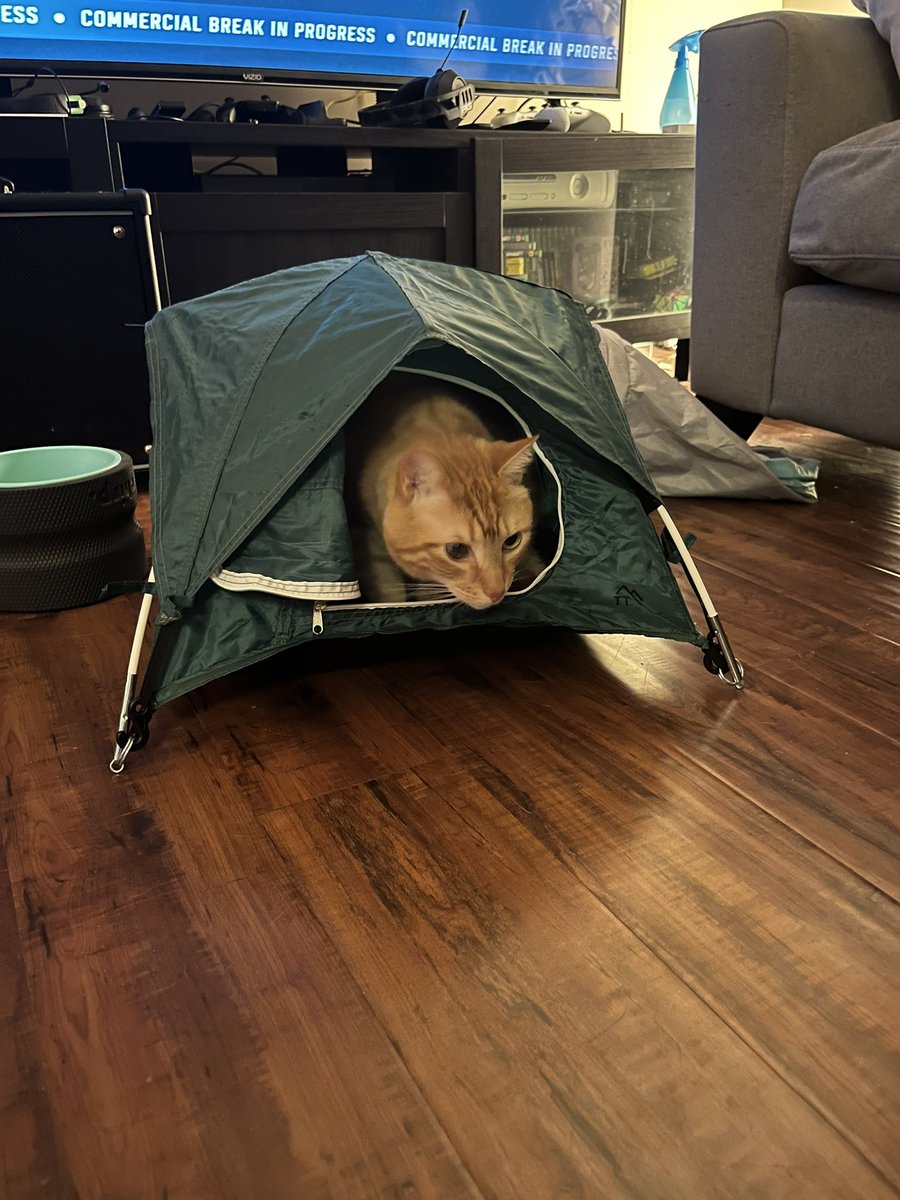 giorgieworld's tweet photo. Caved in and someone got their Christmas present a little early 🥺☺️❤️#catparents #catmom #cattent #anchorage #Christmas https://t.co/BYhxoxPo8k