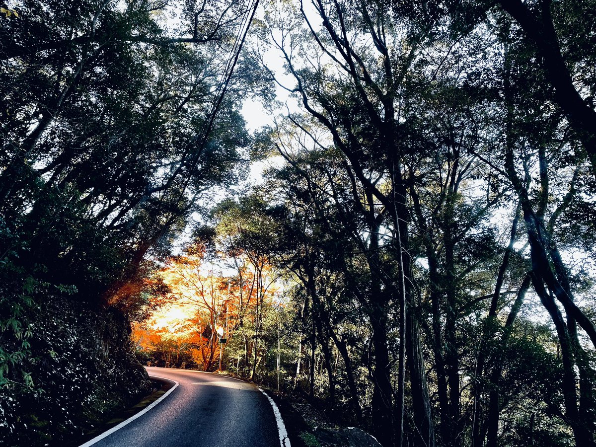 machinegunbilly's tweet photo. #thislight
曲がり角に光が溜まる、
まるでここは夜明けみたいだ。
#写真
#大日寺
#高知 https://t.co/EGlBPdn0ww