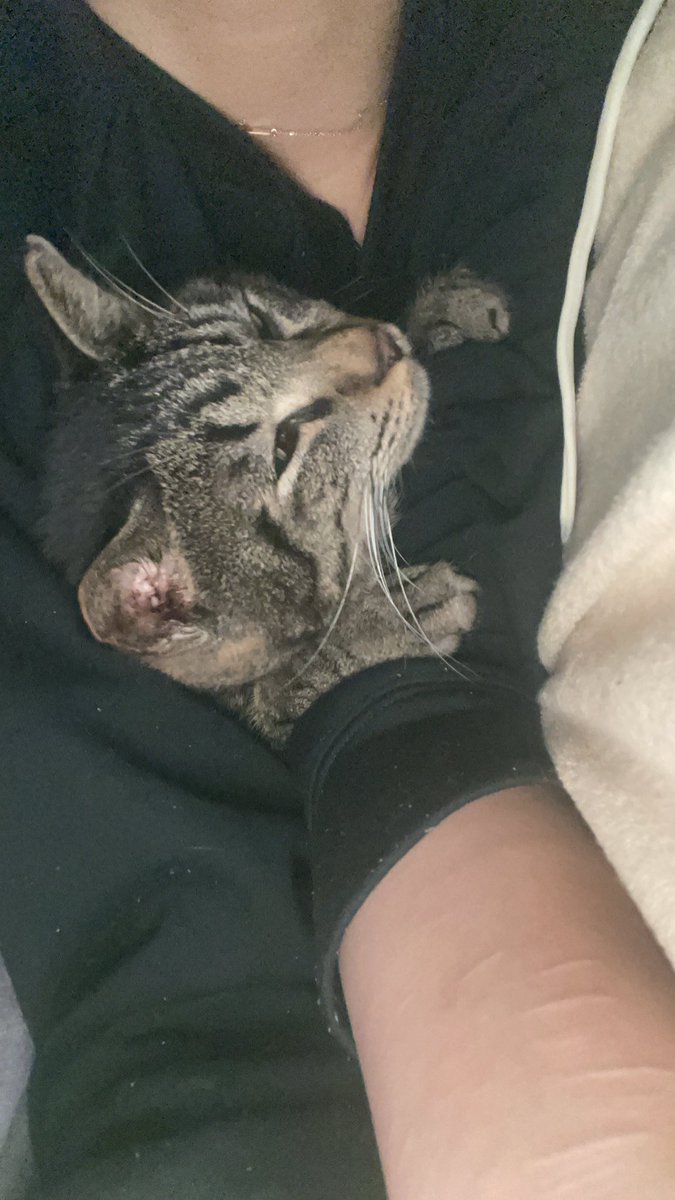nova_OG_0511's tweet photo. 最近起きたらだいたいここにいる
#ねこのいる暮らし
#猫好きさんと繫がりたい
#保護猫 #キジトラ
#やーまん
#novaog https://t.co/iIbmXJ7uRS