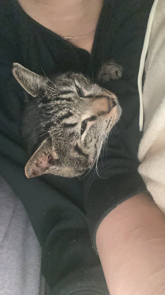 nova_OG_0511's tweet photo. 最近起きたらだいたいここにいる
#ねこのいる暮らし
#猫好きさんと繫がりたい
#保護猫 #キジトラ
#やーまん
#novaog https://t.co/iIbmXJ7uRS