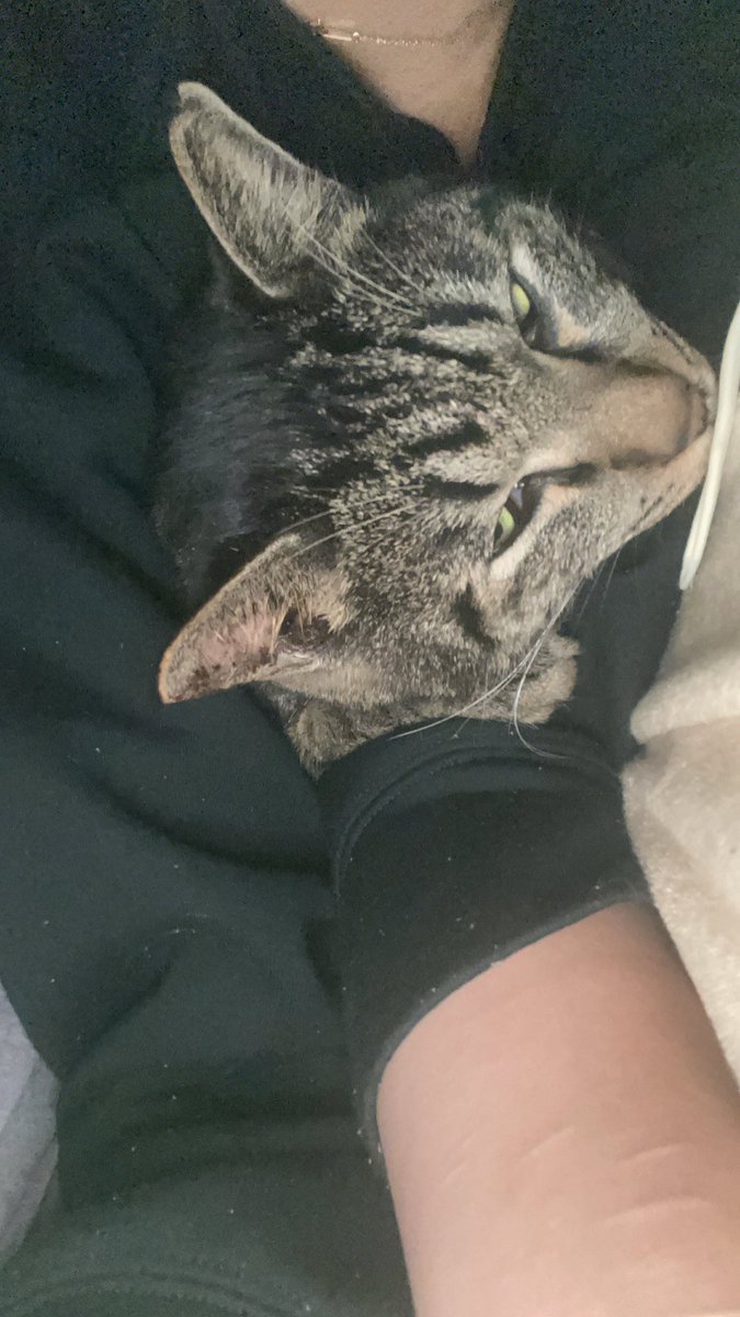nova_OG_0511's tweet photo. 最近起きたらだいたいここにいる
#ねこのいる暮らし
#猫好きさんと繫がりたい
#保護猫 #キジトラ
#やーまん
#novaog https://t.co/iIbmXJ7uRS
