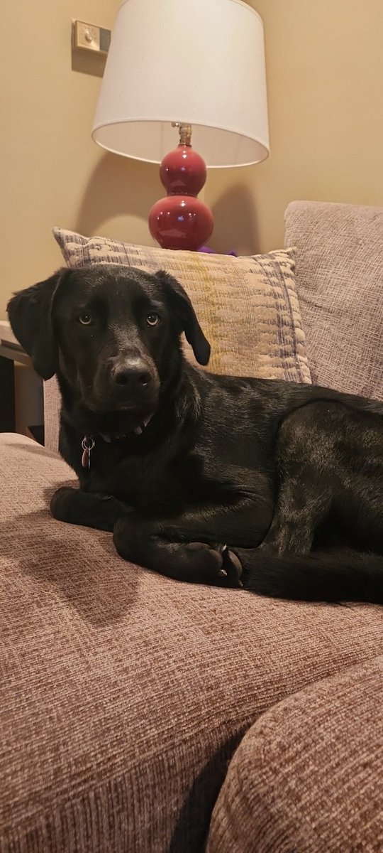 AdBlue33's tweet photo. @StellaBlueCoff @BarstoolBigCat if y'all are ever looking for an extra four legged ambassador, this is Blitz Blue. https://t.co/lmsnMltMWc