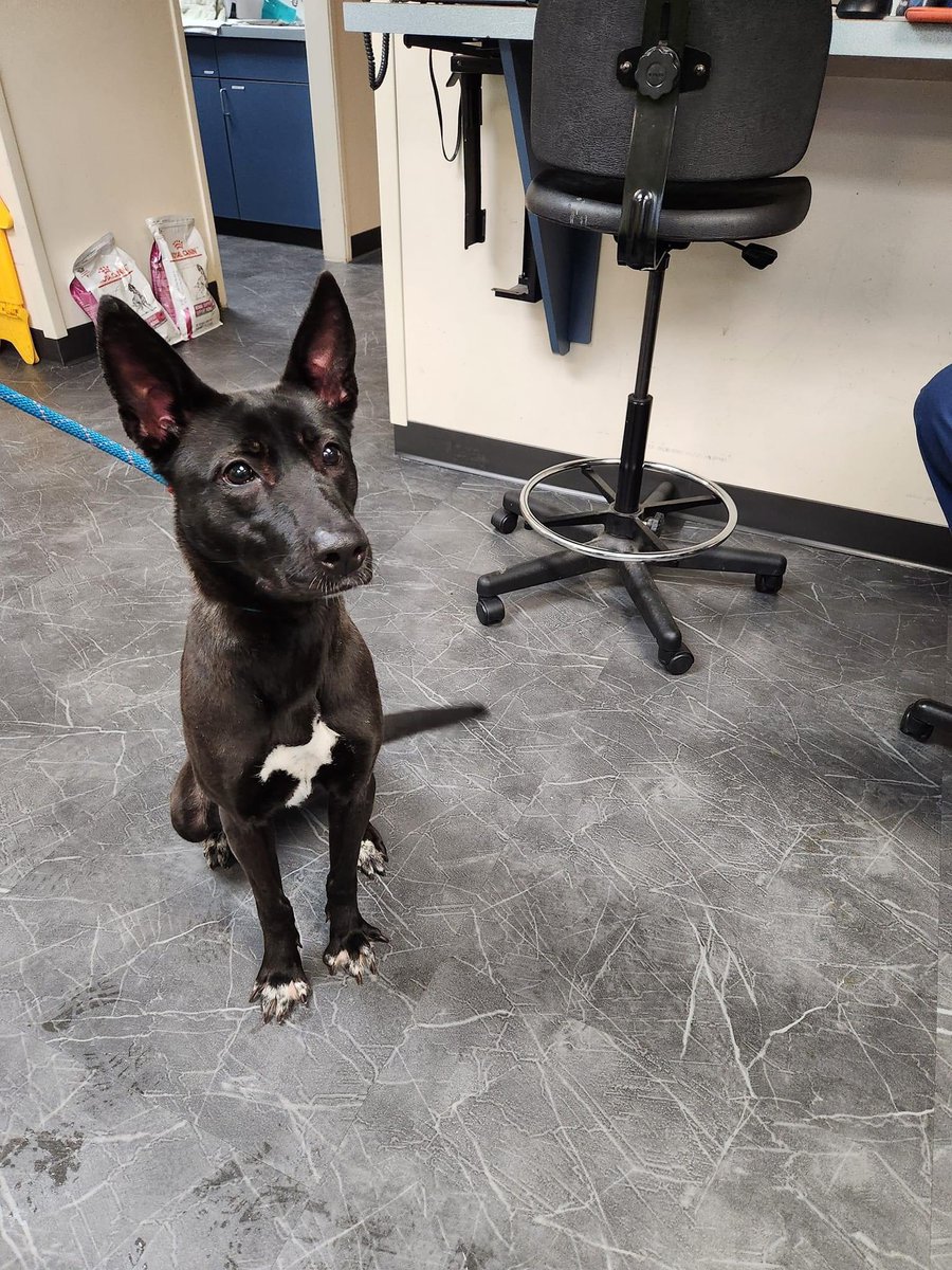 MethuenPolice's tweet photo. Does anyone recognize this dog? This pup was found at the Gill Avenue park, in #Methuen, on Wednesday, December 14th, 2022.

If you know where this dog belongs please contact the Methuen Police Department at 978-983-8698. https://t.co/tAWXUSHxOw