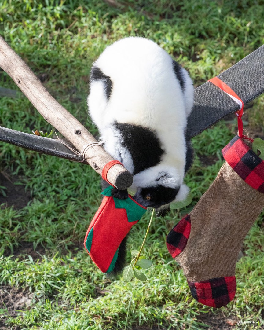 sfzoo's tweet photo. Come to see our animals receive a variety of holiday-themed enrichment, including presents, Christmas trees and more during “Joy to the Animals” this weekend! Check out the schedule here. https://t.co/6RTBb1oQPU https://t.co/lSeaSwFJ4E