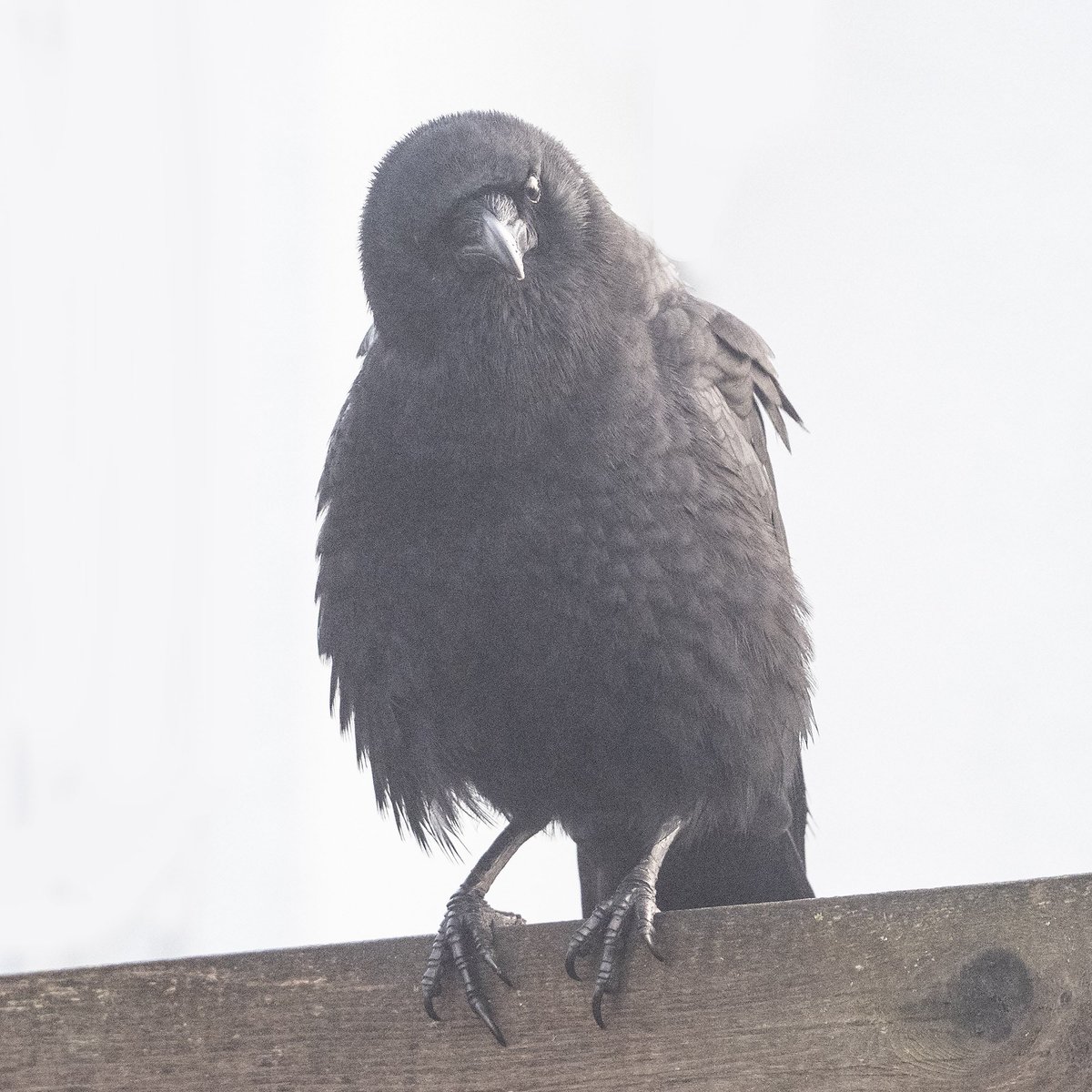 Judgemental crow in fog. #crowwatching #peasouper