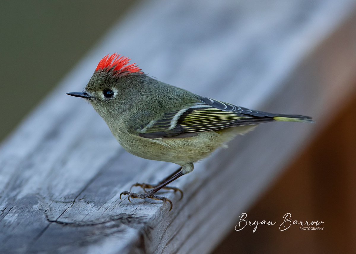 Bryan_Barrow_'s tweet photo. A very inquisitive Ruby Crowned kinglet. #BirdsOfTwitter #birdphotography #birdwatching #birds #BirdsOfAFeather #rubycrownedkinglet #NaturePhotography #nature #NatureBeauty #naturelovers #easttexas #rusktx #ilovebirds https://t.co/jeSu1JQlj9