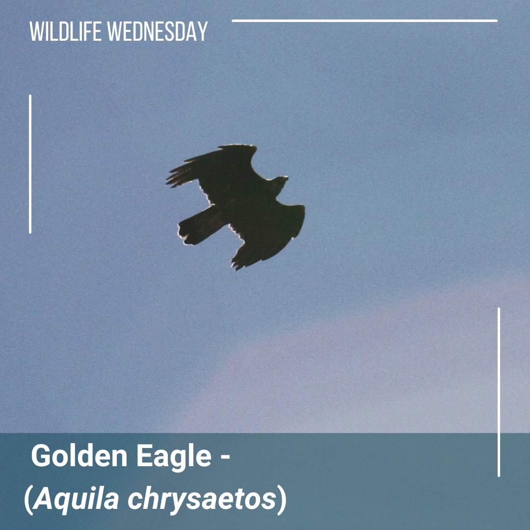 Its #WildLifeWednesday!The Golden Eagle is found widespread throughout North America all the way up to Alaska! Golden eagles are monognmous birds, they live in about a 60 mile range together for life. This Golden eagle picture is by Eric Hongisto in the Fairfield Obsorn Preserve.