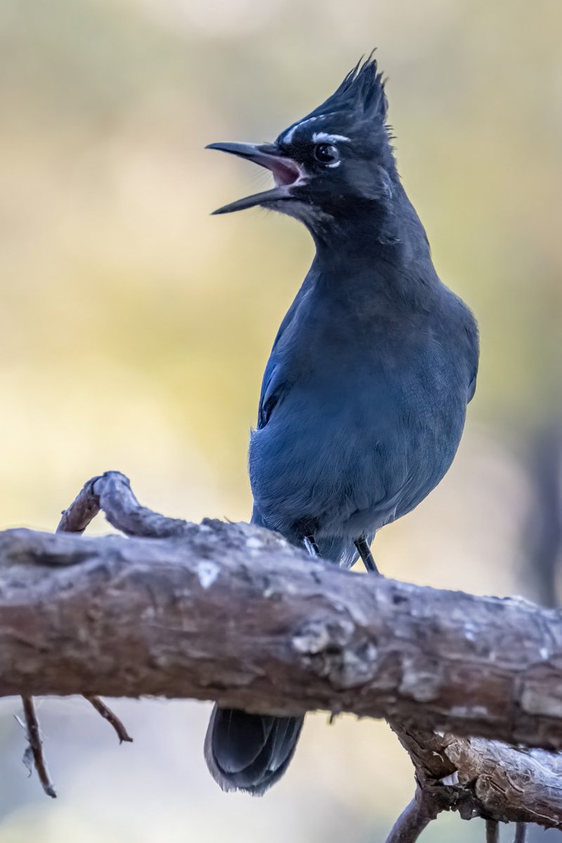 Denver Audubon tweet media