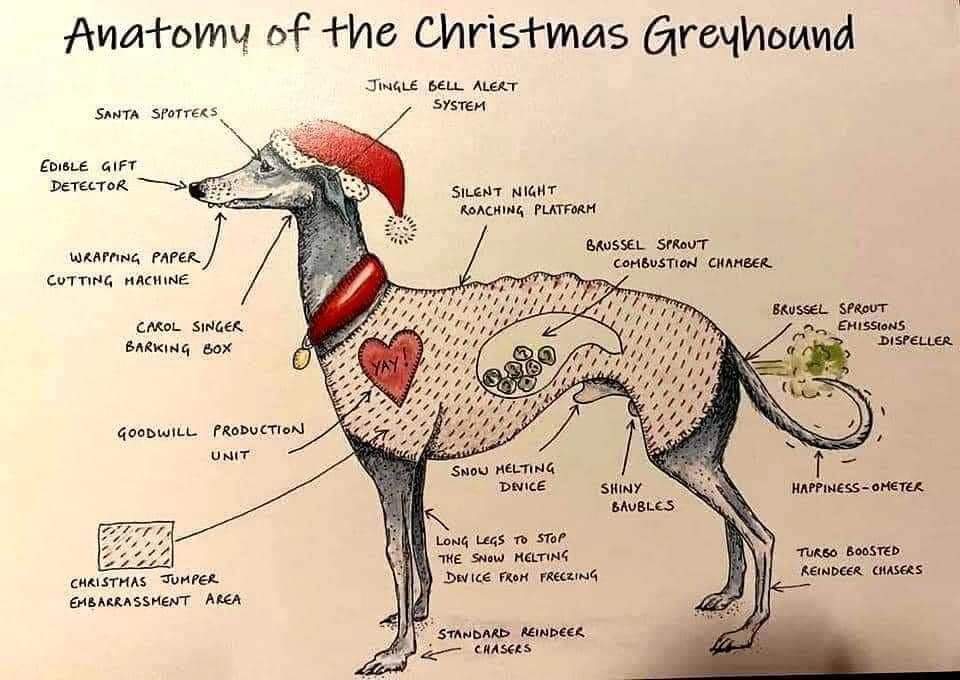 Anatomy of a Christmas Greyhound
#Greyhounds #XMAS2022 #Xmas #xmasday #Christmas #christmas2022