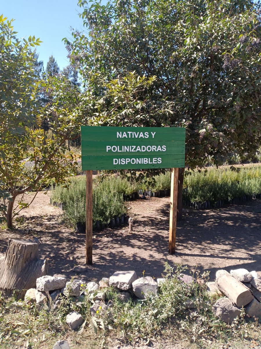 jungla_cdmx's tweet photo. Creo que la CDMX finalmente despierta: hoy descubrí un nuevo vivero de plantas nativas y no puedo con la emoción. Está dentro de Viveros Nezahualcóyotl, proyecto de un biólogo soñador y explorador. Añadirán muchas plantas más en los siguientes meses... https://t.co/BQbUTs9DjB