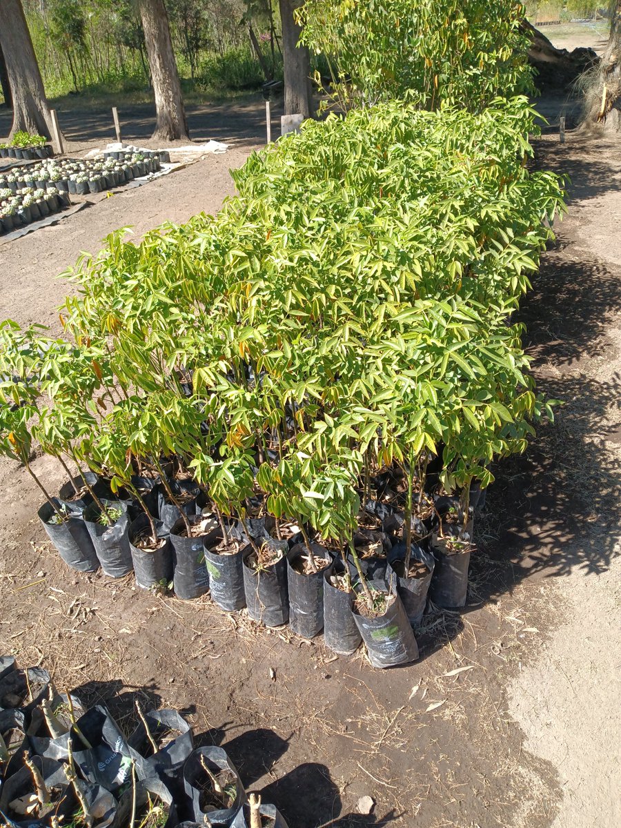 jungla_cdmx's tweet photo. Creo que la CDMX finalmente despierta: hoy descubrí un nuevo vivero de plantas nativas y no puedo con la emoción. Está dentro de Viveros Nezahualcóyotl, proyecto de un biólogo soñador y explorador. Añadirán muchas plantas más en los siguientes meses... https://t.co/BQbUTs9DjB