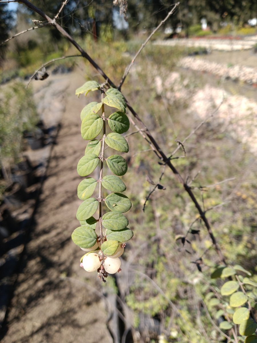jungla_cdmx's tweet photo. Creo que la CDMX finalmente despierta: hoy descubrí un nuevo vivero de plantas nativas y no puedo con la emoción. Está dentro de Viveros Nezahualcóyotl, proyecto de un biólogo soñador y explorador. Añadirán muchas plantas más en los siguientes meses... https://t.co/BQbUTs9DjB