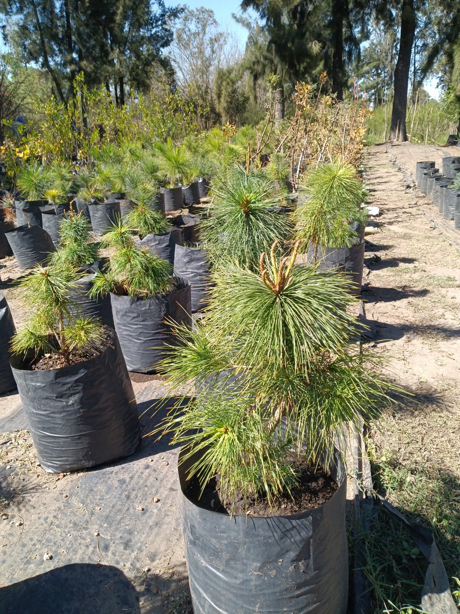 jungla_cdmx's tweet photo. Creo que la CDMX finalmente despierta: hoy descubrí un nuevo vivero de plantas nativas y no puedo con la emoción. Está dentro de Viveros Nezahualcóyotl, proyecto de un biólogo soñador y explorador. Añadirán muchas plantas más en los siguientes meses... https://t.co/BQbUTs9DjB