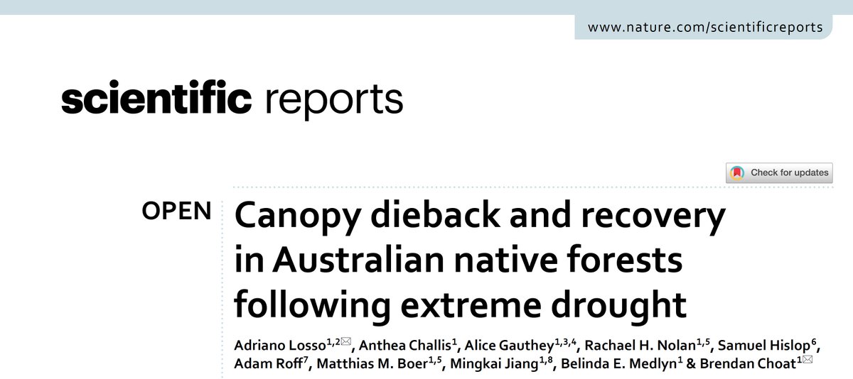 Very happy to finish the year with this paper published: 'Canopy dieback and recovery in Australian native forests following extreme drought' rdcu.be/c1CdD huge team effort from @anthea_challis Adriano Losso, @AliceGauthey @b_medlyn @Rachael_H_Nolan and many others.