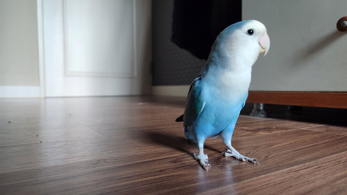 집안 청소 체크리스트

방충망에 붙은 앵무를 치운다
창문을 연다
똥을 닦는다
청소기 위에 앉은 앵무를 치운다
청소기를 돌린다
똥을 닦는다
바닥을 기어다니는 앵무를 치운다
바닥을 닦는다
똥을 닦는다