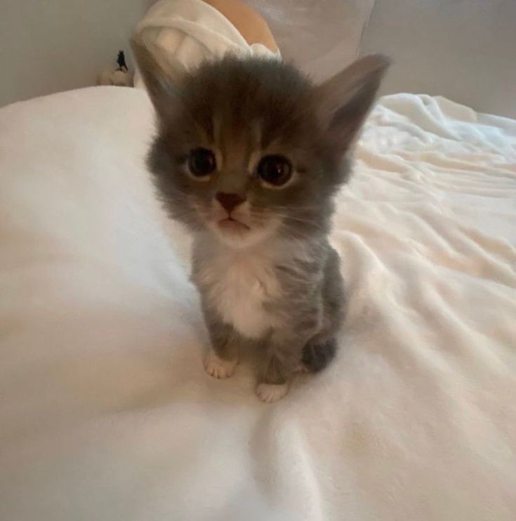 jkoombat's tweet photo. queria ser igual a esse gatinho https://t.co/W3ugrK7fTv