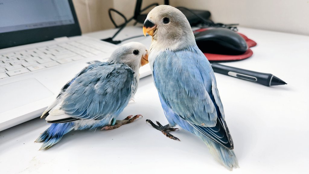 뜬금없게도(말은 이렇게 하지만 사실 대단히 계획적인 행동이었음) 집에 아기 앰무가 추가되었습니다. 조만간 소개할 수 있었으면 좋겠습니다. 지금은 좀 못생겨서... 일단 복복 긁어서 새 좀 만들고 오겠습니다.