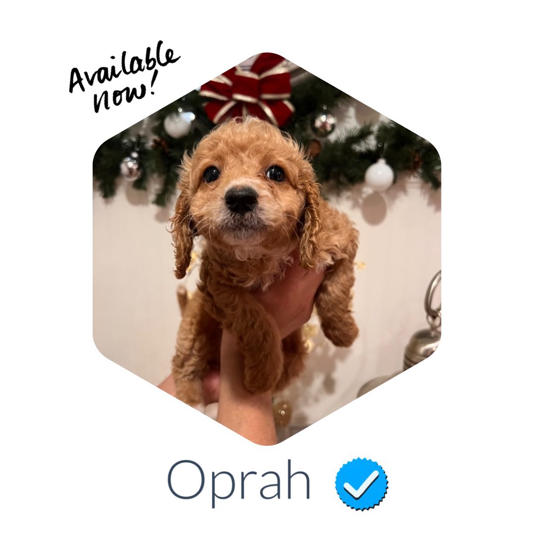 #HausofPoos #MiniPoodles #PoodleBreeder #LosAngeles