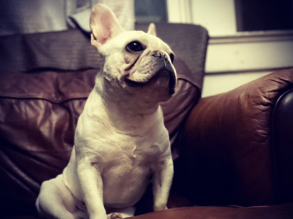 JonDubb's tweet photo. Man… love this little dude #frenchbulldogs #frenchie https://t.co/lR2dvPoTA8