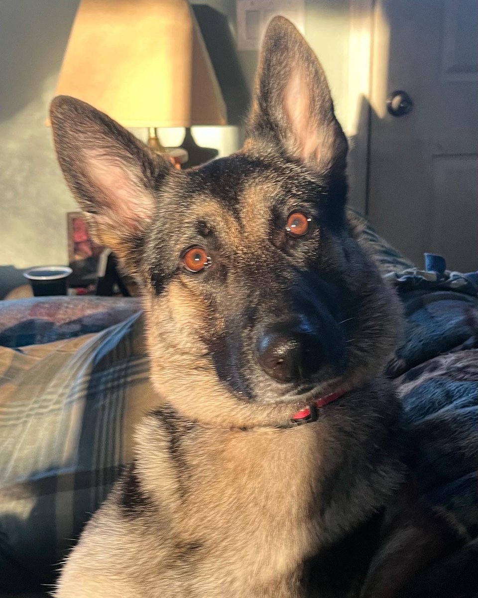 F0XRacer25's tweet photo. Delilah and I are pledging to the @StJude 40mile walk. Use the link to donate to the cause and follow for updates on Miles and pics of Delilah! https://t.co/gXtKbju1OK #cancer #cancersucks #donate #fitness https://t.co/br5imnjlve