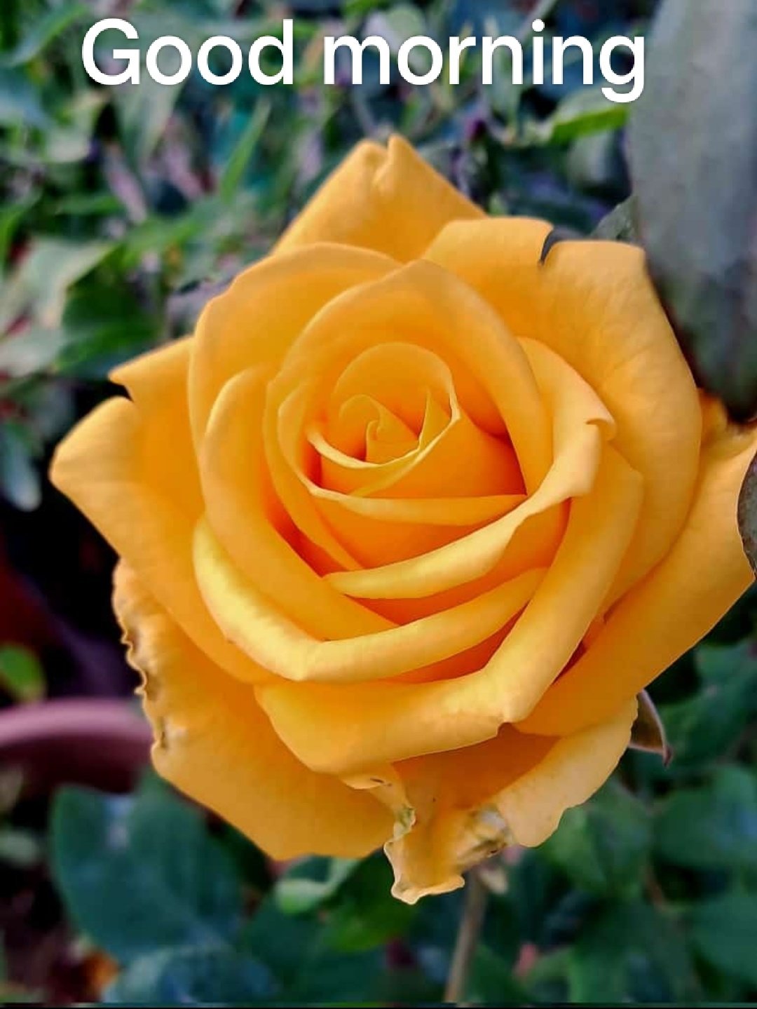 Dilip Kumar on Twitter: